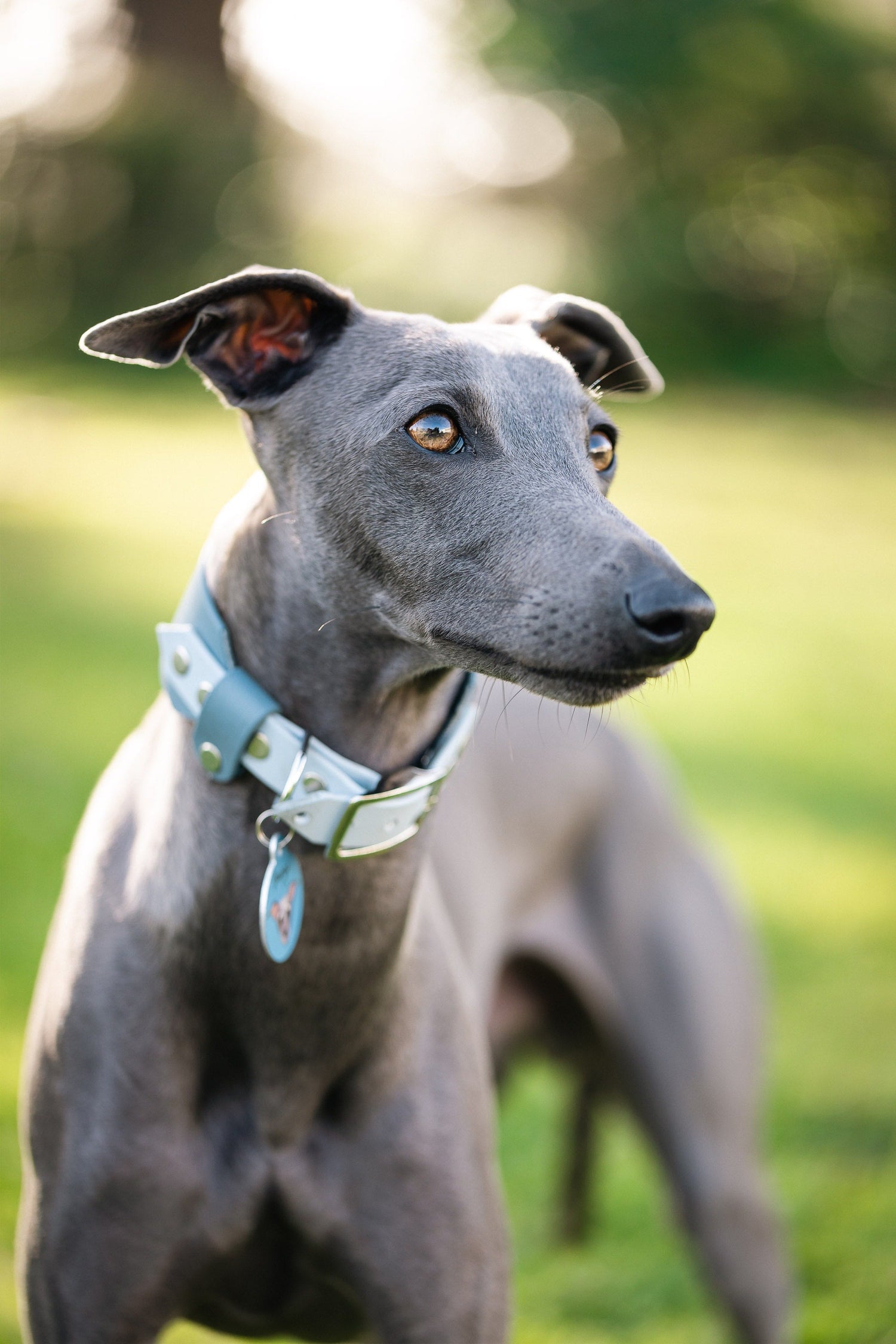 Produtos para Cão