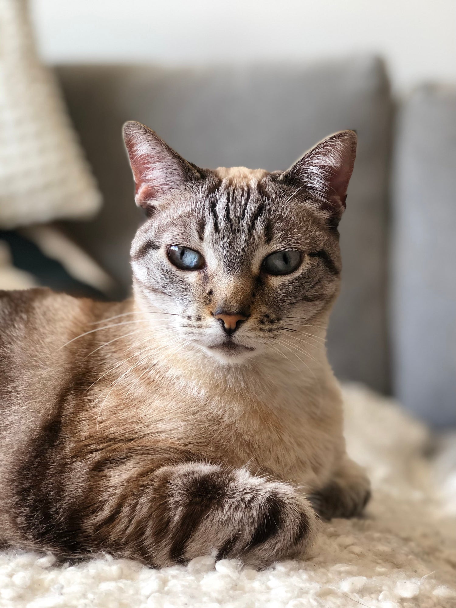 Produtos para Gato